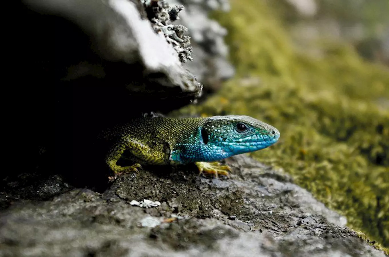 Podyjí National Park